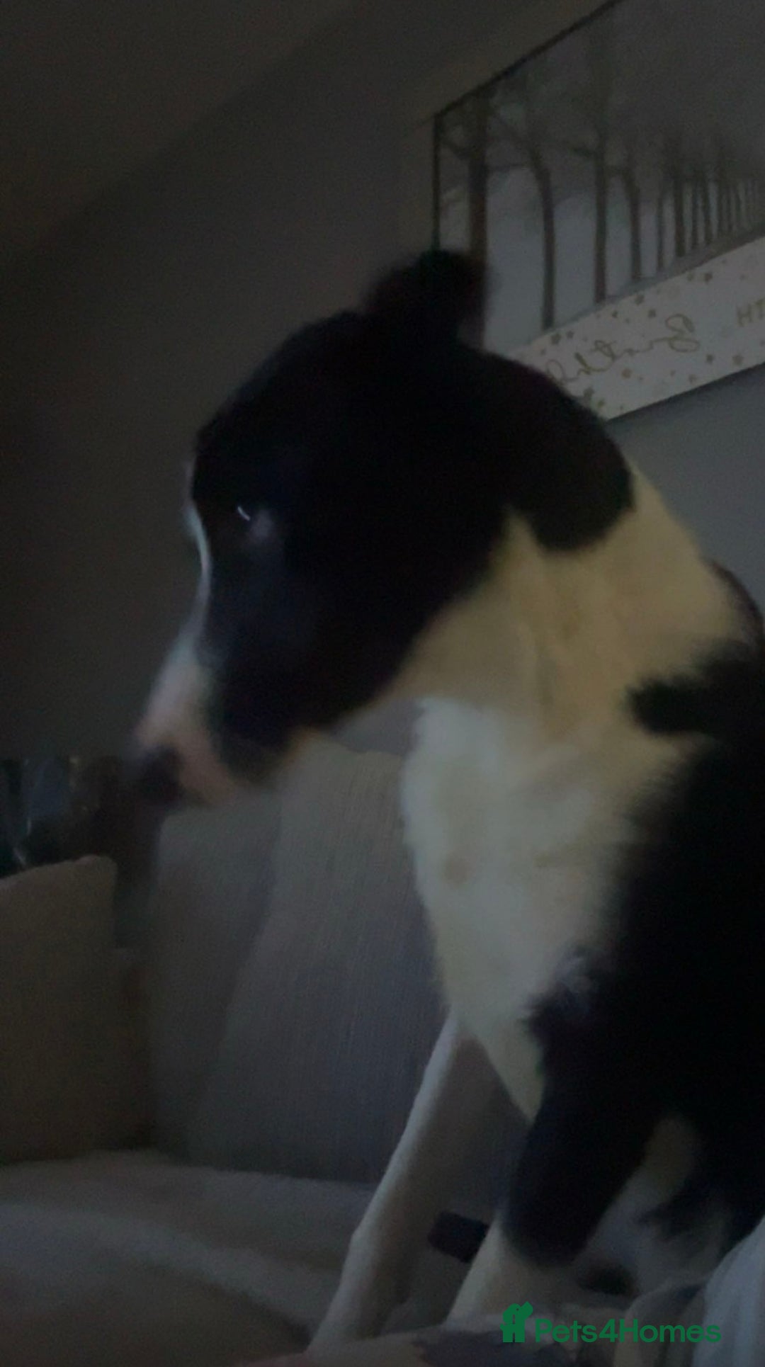 Border Collie dogs for sale: 1 year old border collie(boy) - Image 5