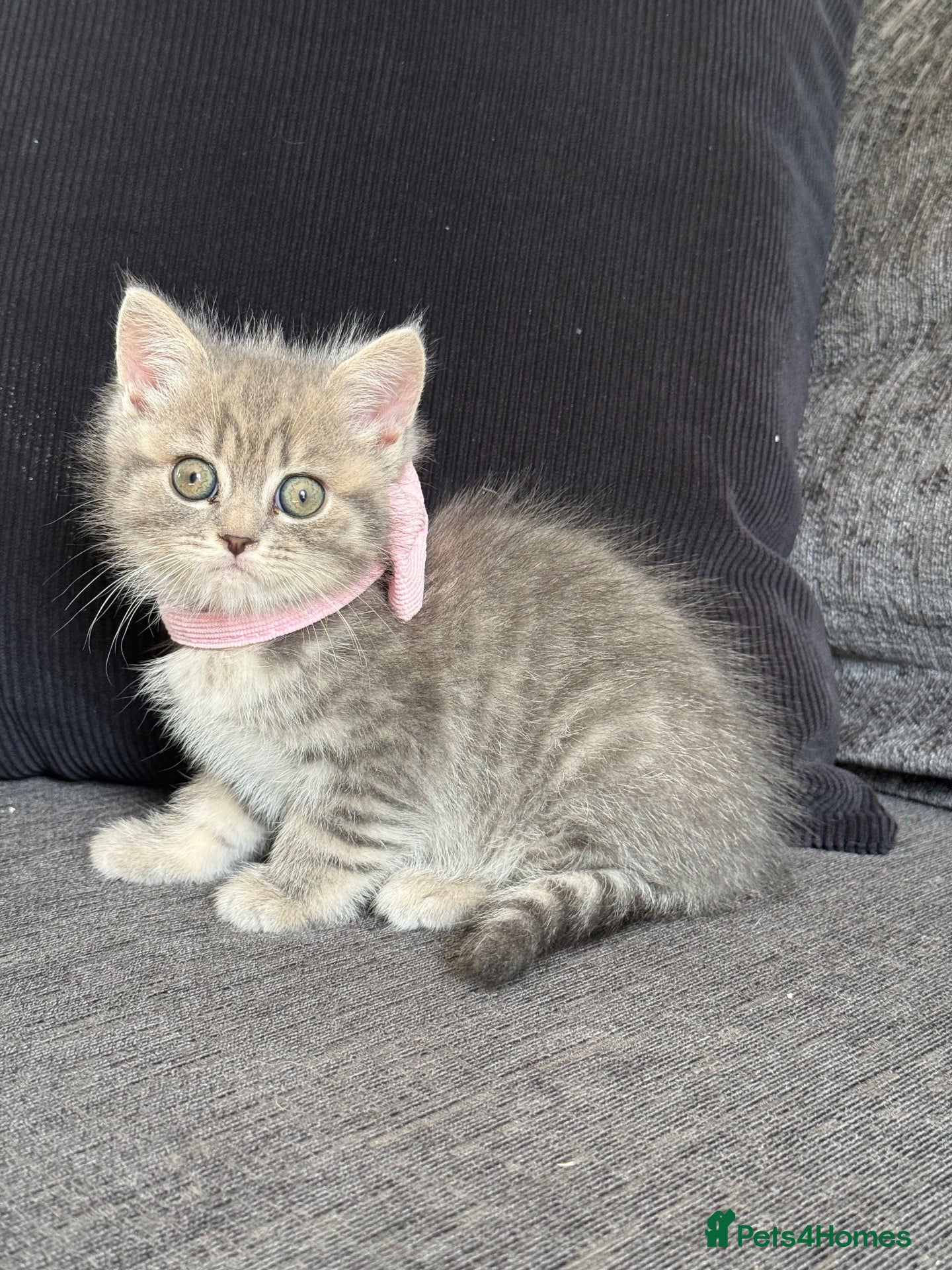 Mixed Breed cats READY Beautiful British Shorthair Cross Kittens 🐾 - Advert 2