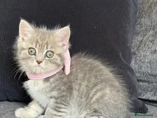 Mixed Breed cats READY Beautiful British Shorthair Cross Kittens 🐾 - Advert 2