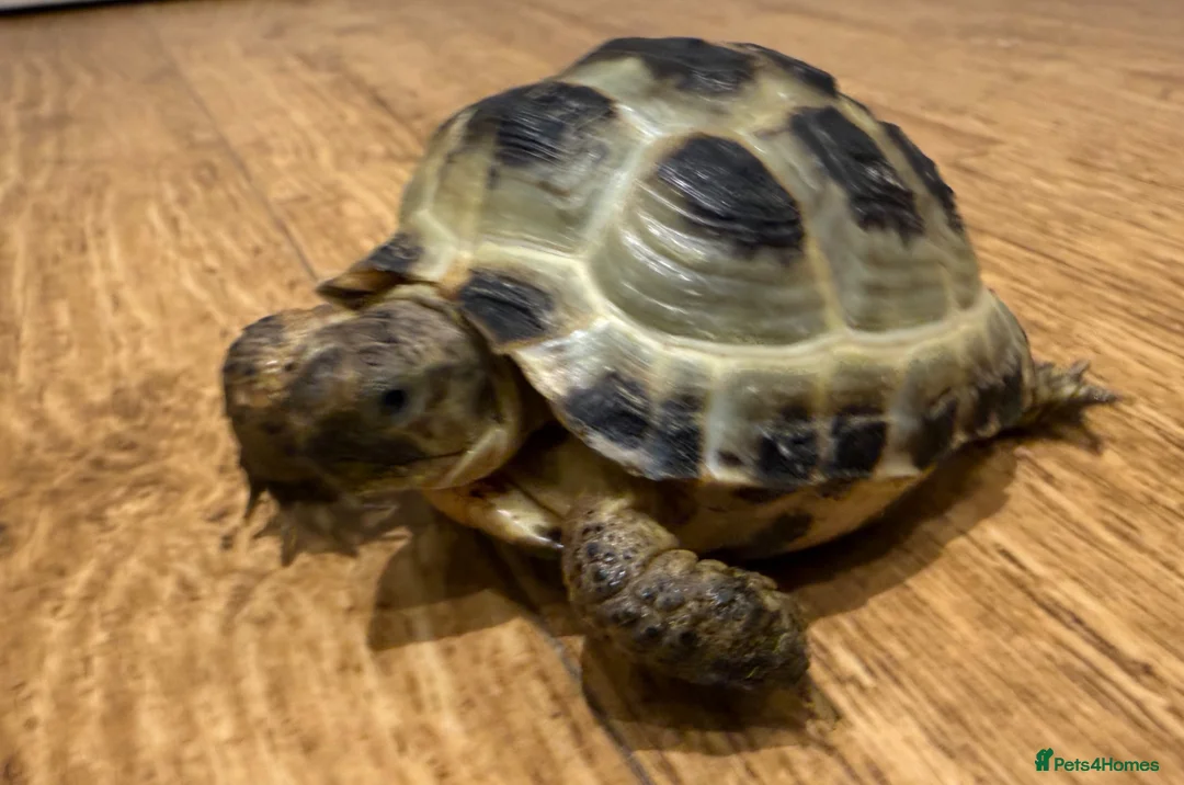 Tortoise reptiles for sale: Horsfield tortoise for sale.  in Dagenham - Advert 6