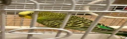 Budgerigars birds for sale: Budgie bird in London - Advert 5
