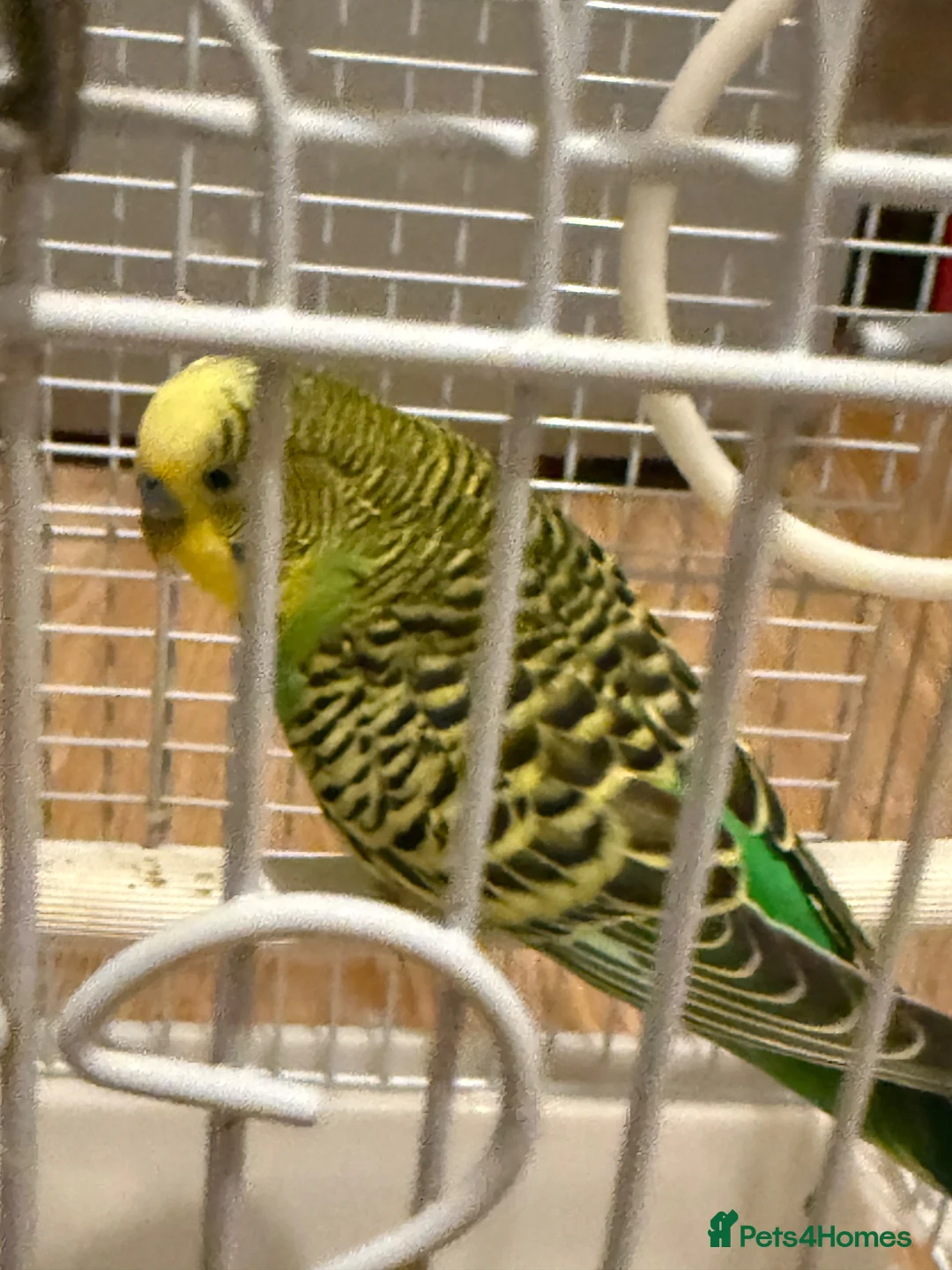 Budgerigars birds for sale: Budgie bird in London - Advert 5