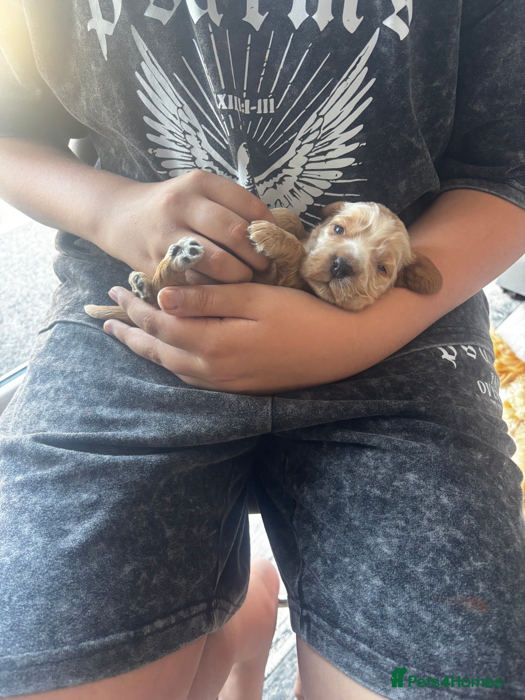 Cocker Spaniel dogs for sale: COME AND MEET US NOW Outstanding  show type - Image 5