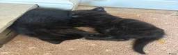 Mixed Breed cats for sale: Black kittens in Kingswinford - Advert 4