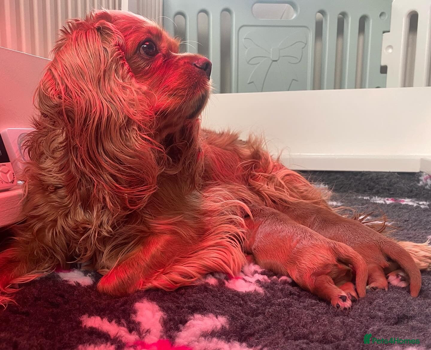 Cavalier King Charles Spaniel dogs Reg. Cavalier King Charles puppies Ruby colour - Advert 1