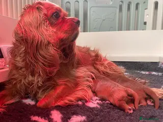 Cavalier King Charles Spaniel dogs Reg. Cavalier King Charles puppies Ruby colour - Advert 1