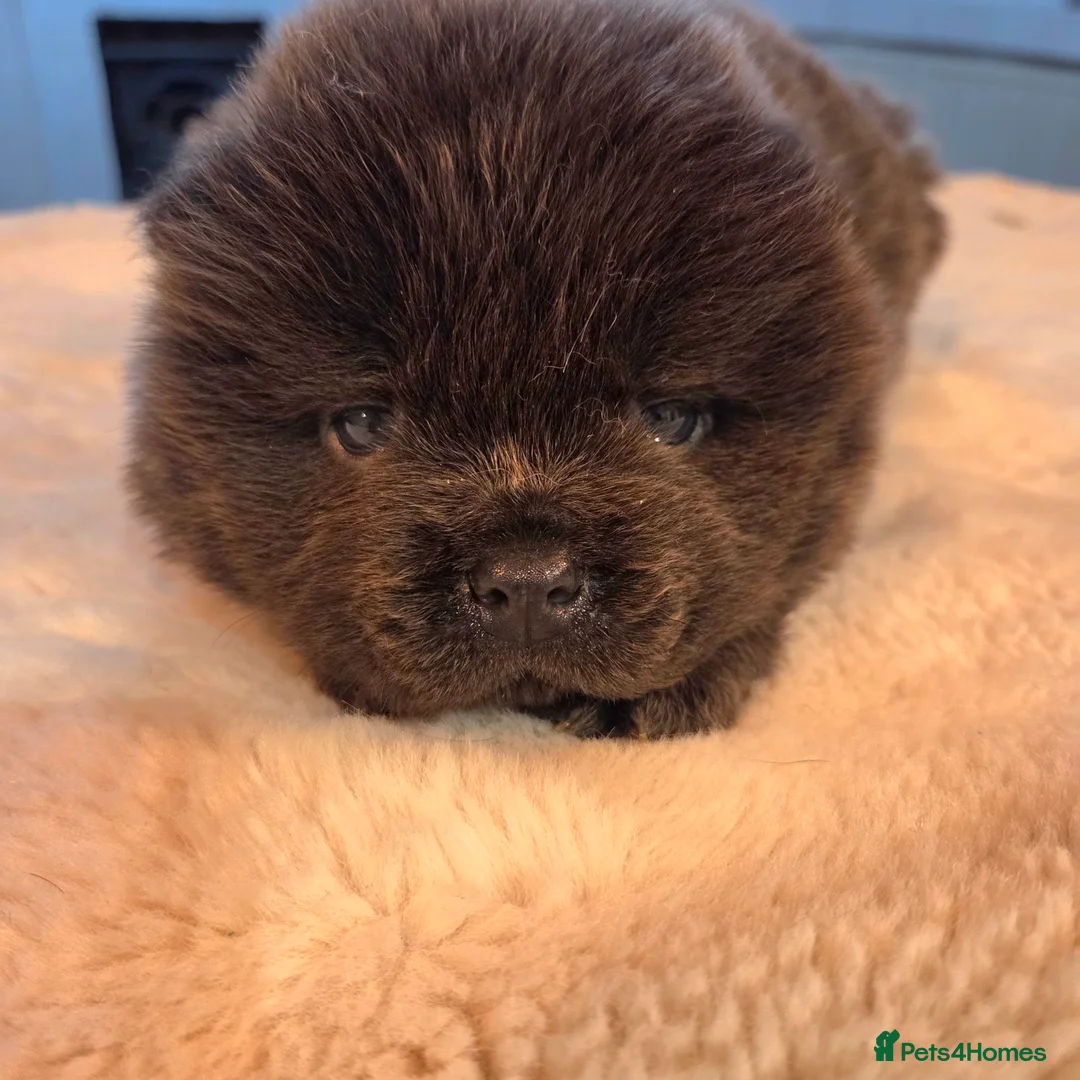 Chow Chow dogs for sale: Chow chow puppies  - Advert 8