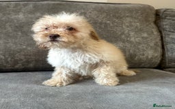 Cavapoo dogs for sale: Adorable Cavapoos looking for family homes - Image 7