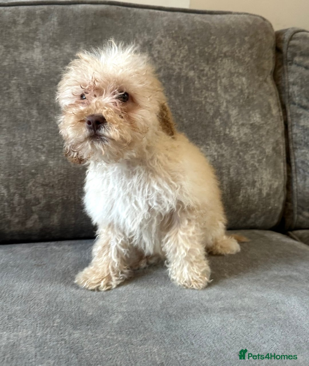 Cavapoo dogs for sale: Adorable Cavapoos looking for family homes - Image 7