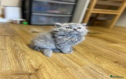British Shorthair cats for sale: GCCF registered lilac kittens  - Image 1