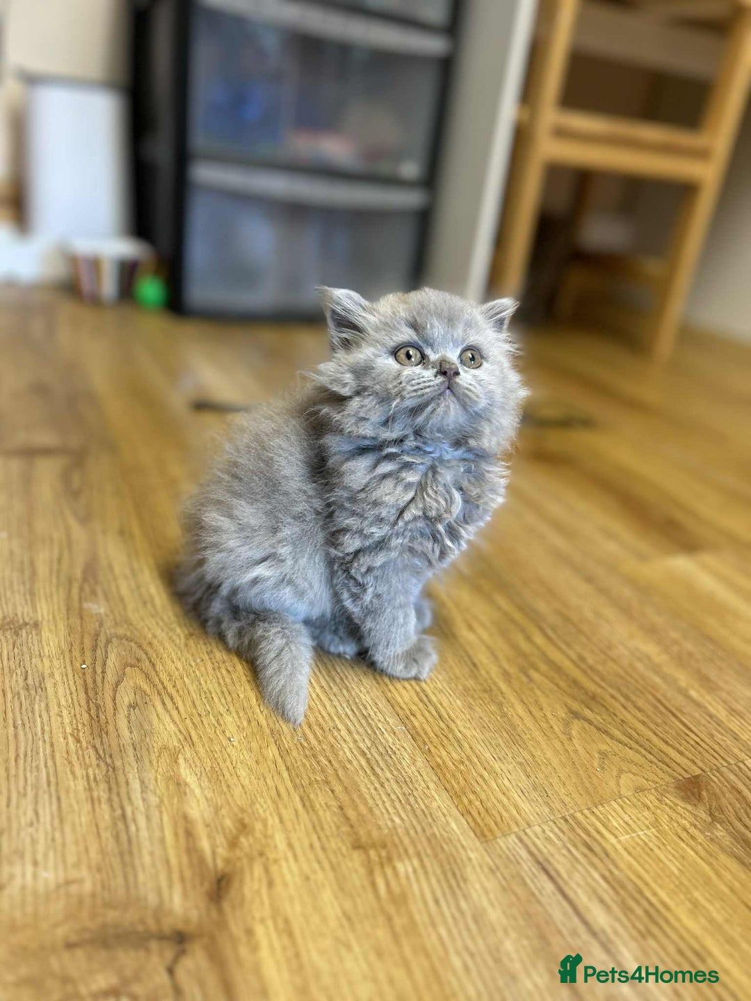 British Shorthair cats for sale: GCCF registered lilac kittens  - Image 1