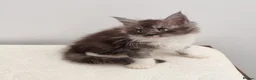 Maine Coon cats for sale: Registered Pedigree Maine Coon Kittens for sale  - Advert 26