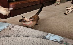 Siamese cats for sale: Adorable Siamese kittens ready to leave - Image 3