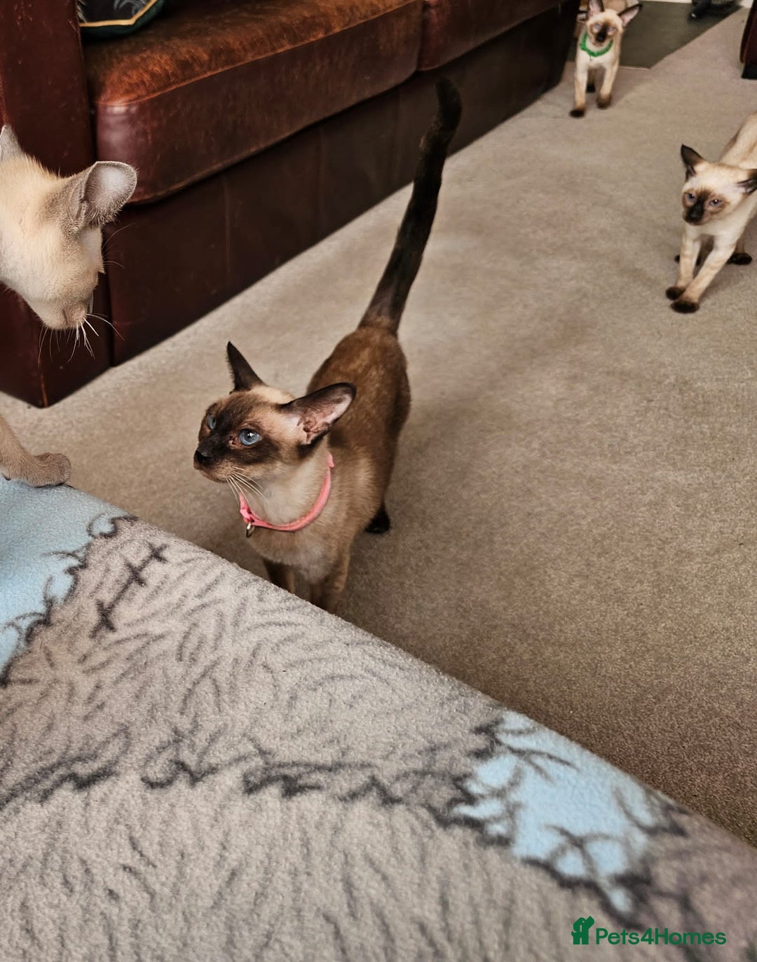 Siamese cats for sale: Adorable Siamese kittens ready to leave - Image 3