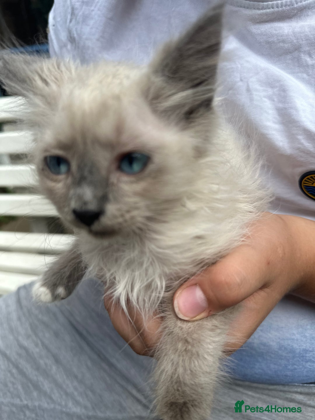 Birman cats for sale: Birman Kitten 2 - Birman kittens  - Image 7