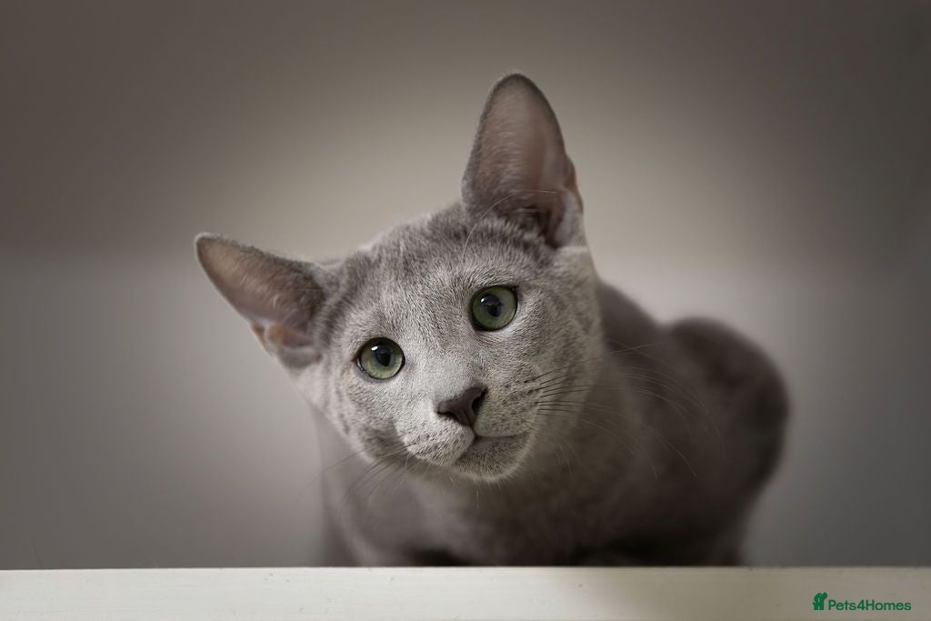 Russian Blue cats TICA Reg Boutique Russian Blue Kittens  - Advert 1