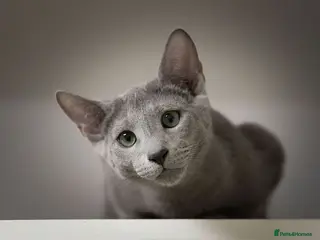 Russian Blue cats TICA Reg Boutique Russian Blue Kittens - Advert 1