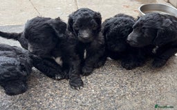 Goldendoodle dogs for sale: Golden doodles  - Image 15
