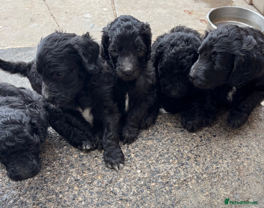 Goldendoodle dogs for sale: Golden doodles  - Image 15