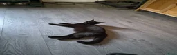 Mixed Breed cats for sale: Male black & white kitten - Advert 2