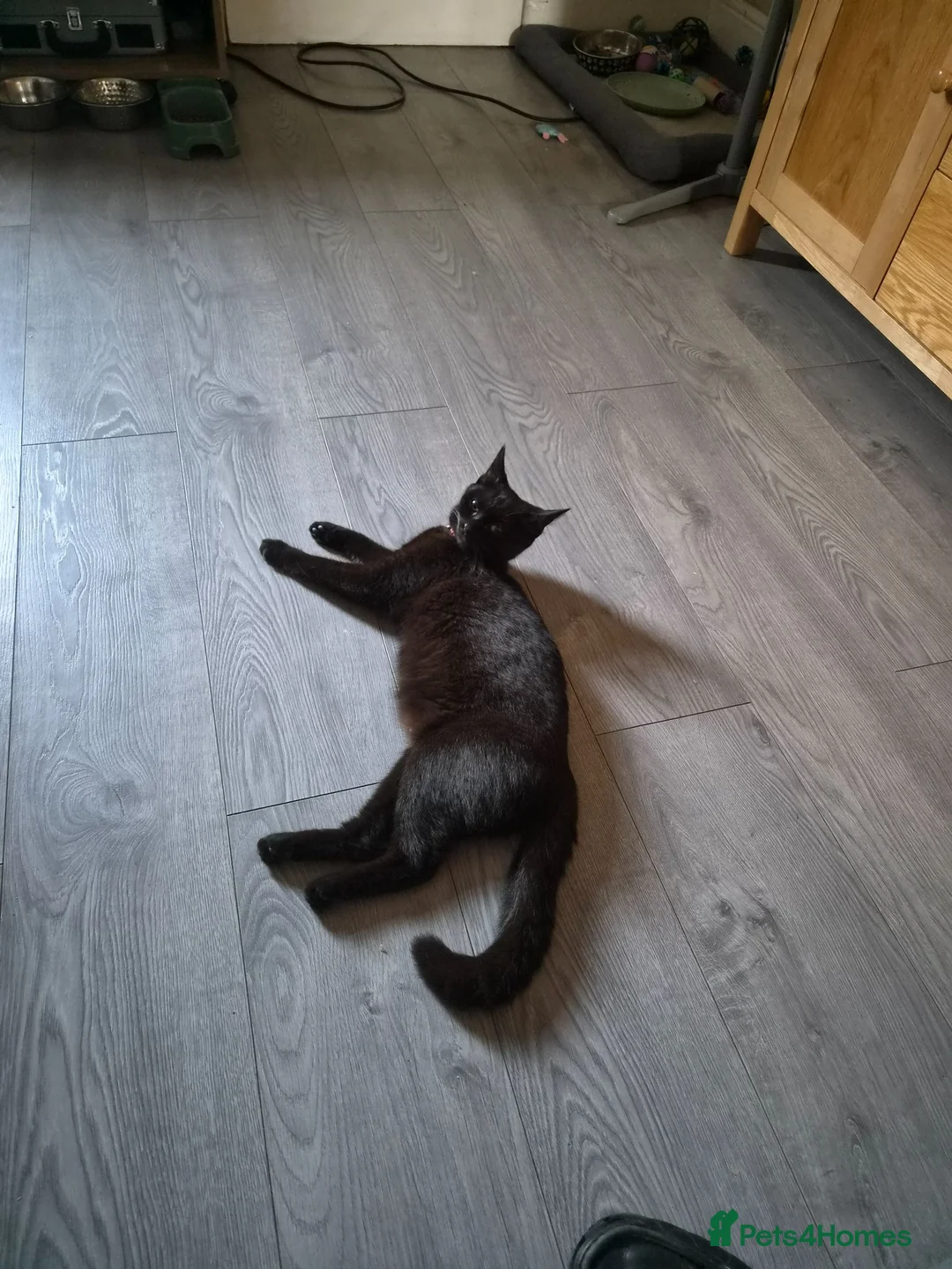 Mixed Breed cats for sale: Male black & white kitten - Advert 2