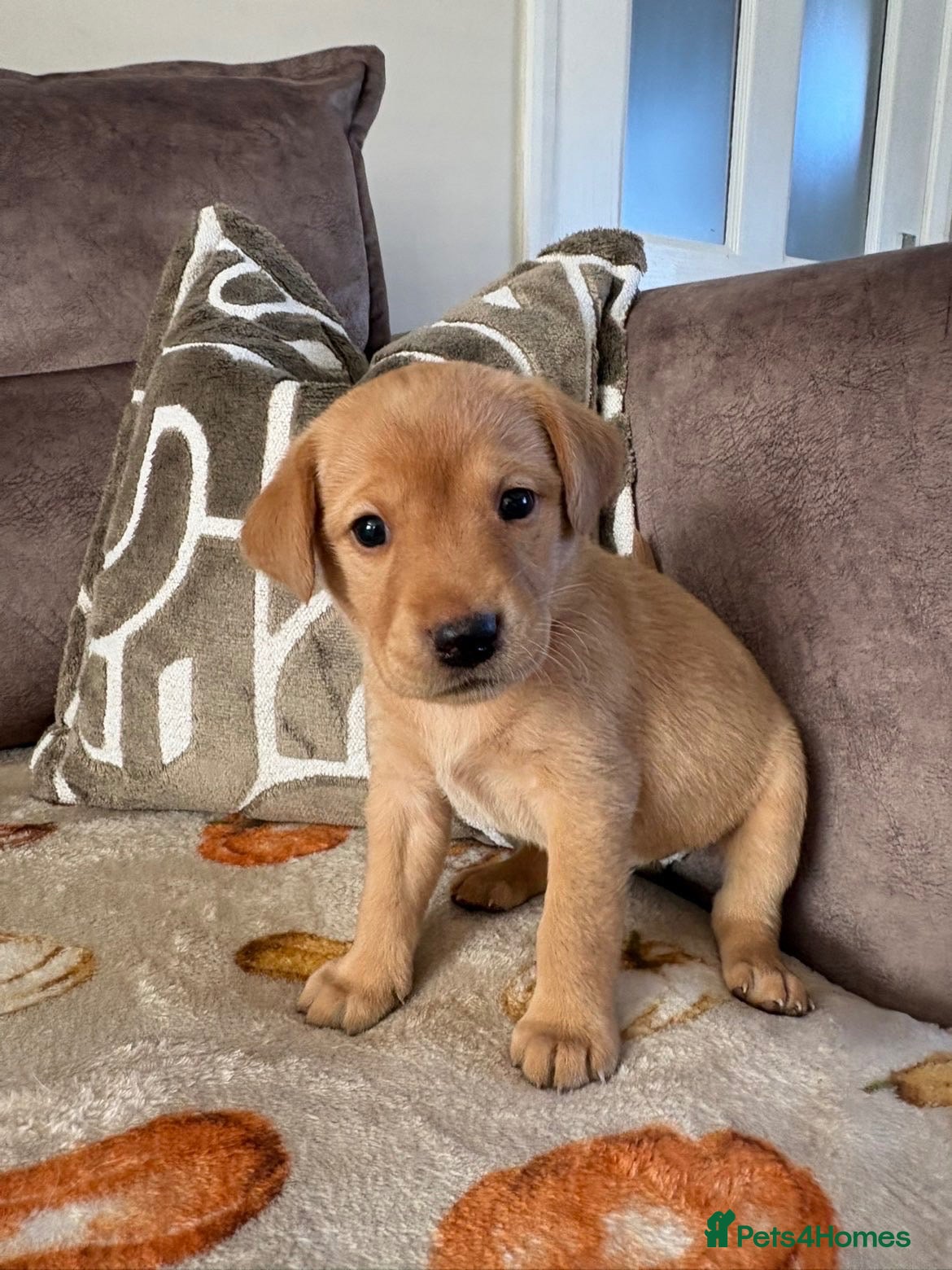 Labrador Retriever dogs Two amazing pups left from litter of 6 - Advert 2