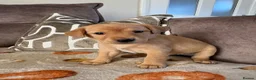 Labrador Retriever dogs for sale: Two amazing pups left from litter of 6 - Advert 1