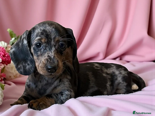 Dachshund dogs Smooth-Coat Dachshund Puppies– Family Raised - Advert 3