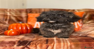 Shihpoo dogs - Advert 5