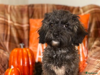 Shihpoo dogs - Advert 1