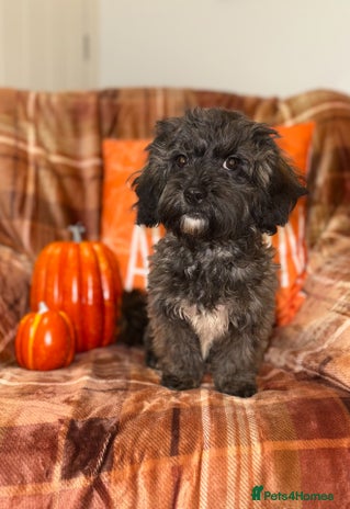 Shihpoo dogs - Advert 11