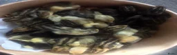 Quail poultry for sale: QUAIL HATCHING EGGS/CHINESE PAINTED BUTTONS - Advert 7