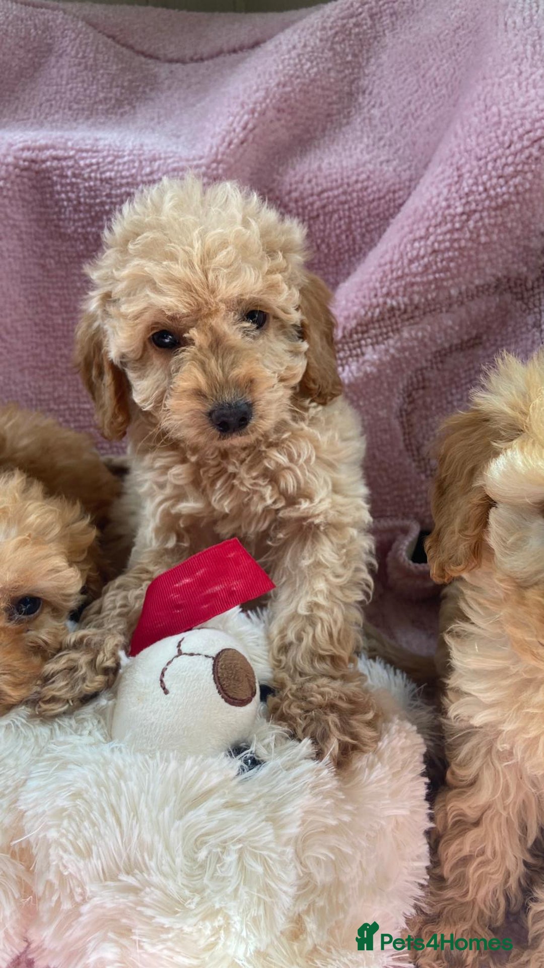 Cockapoo dogs for sale: Cockapoo puppies - Image 7