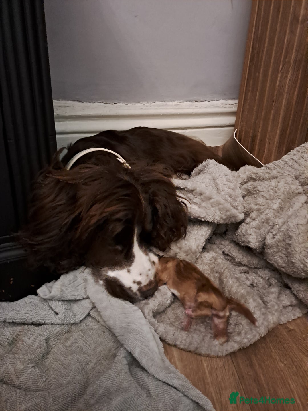Cocker Spaniel dogs for sale: Cocker spaniel pups - Advert 12