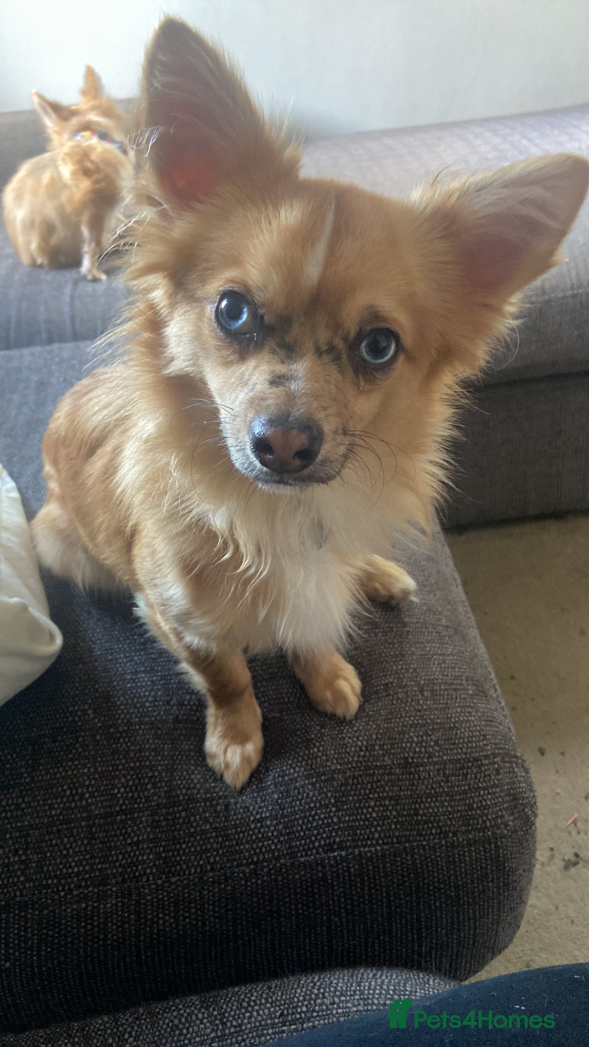 Chihuahua dogs ‘Moley’ looking for his new home - Advert 2