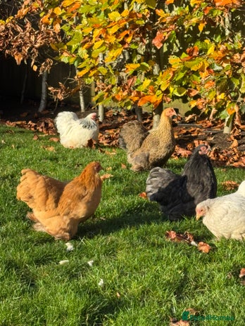Chickens poultry Pekin Bantams and coop for sale - Advert 1