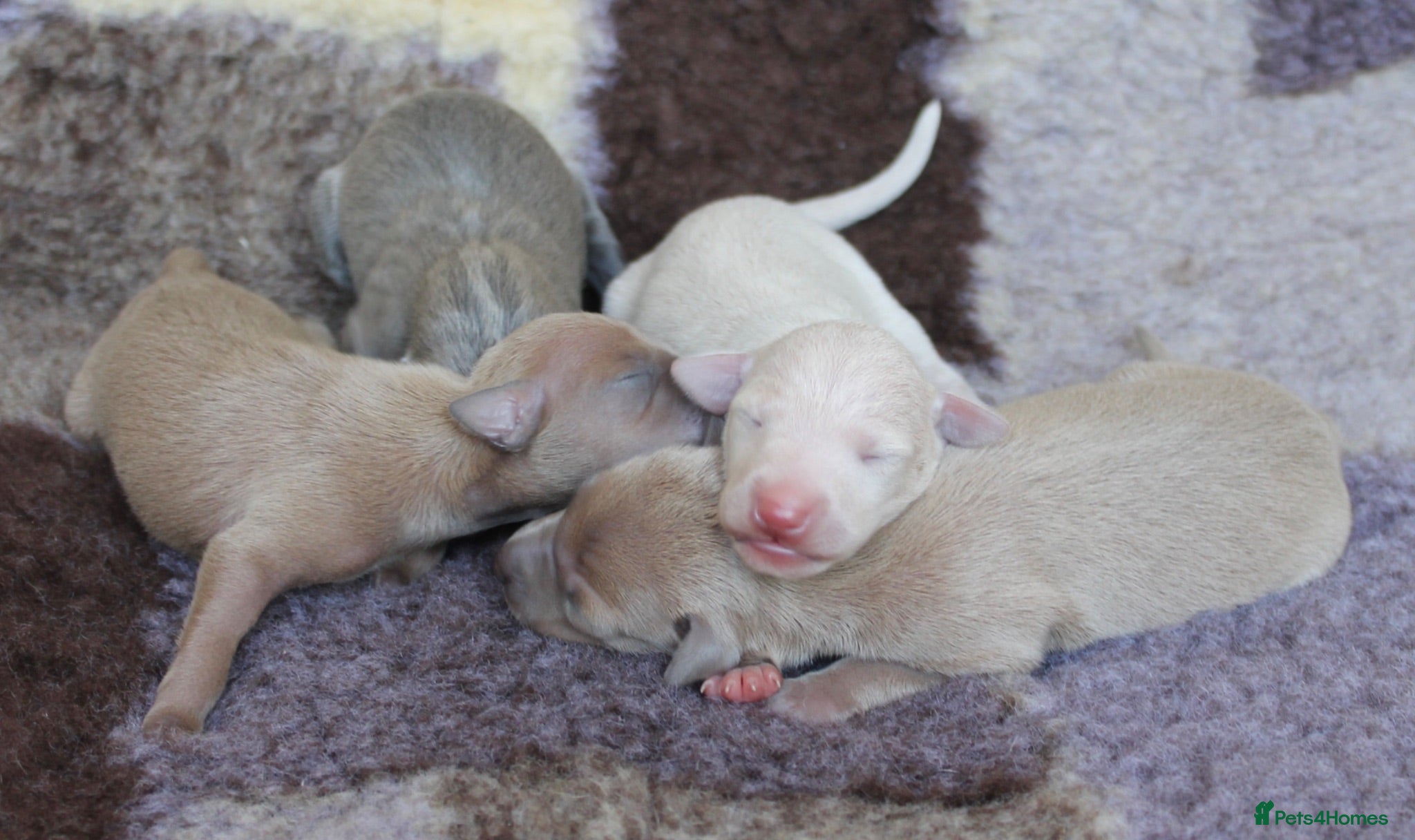 Italian Greyhound dogs Italian Greyhound Puppies. 5* Licensed Breeder - Advert 16