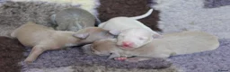 Italian Greyhound dogs for sale: Italian Greyhound Puppies. 5* Licensed Breeder - Advert 10