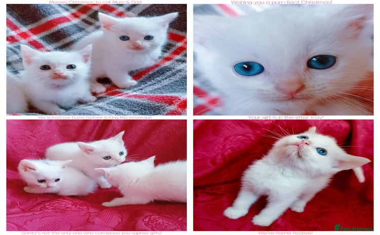 Mixed Breed cats 🐱 4 Gorgeous Pure White Kittens Available NOW!  - Advert 8
