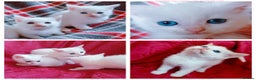 Mixed Breed cats for sale: 🐱 4 Gorgeous Pure White Kittens Available NOW!  - Advert 1