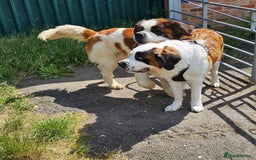 Saint Bernard dogs for sale: 🐾Saint Bernard Puppies🐾 - Image 3