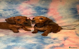 Dachshund dogs for sale: Ready to leave Miniature Dachshund Puppies  - Image 11