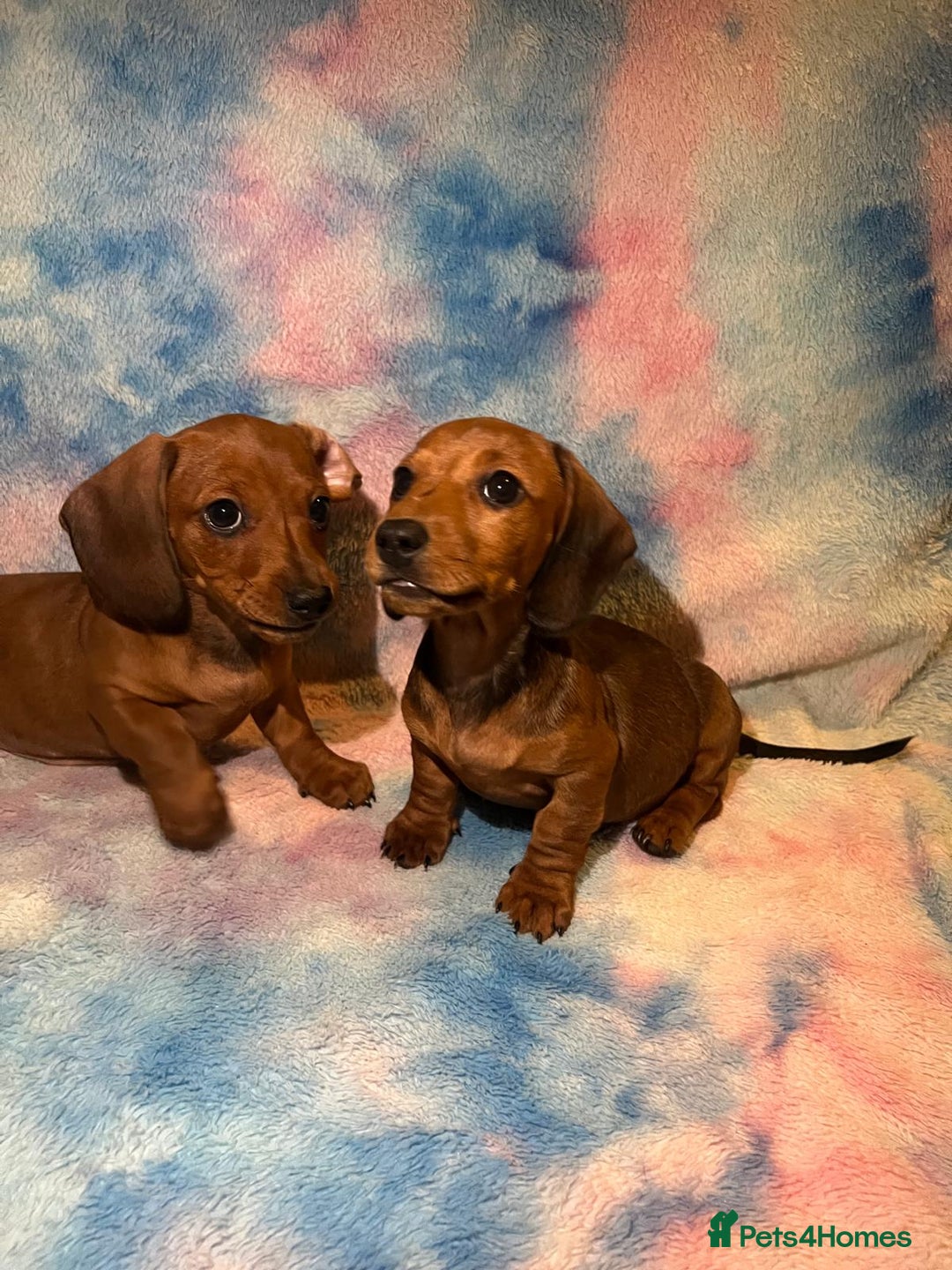 Dachshund dogs for sale: Ready to leave Miniature Dachshund Puppies  - Image 11