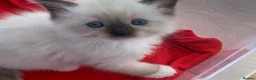 Ragdoll cats for sale: 🐾 Six Adorable Purebred Ragdoll Kittens 🐾 - Advert 8