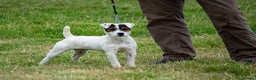 Jack Russell dogs for sale: Jack Russell Parson Type Dig Puppies for Sale - Advert 2
