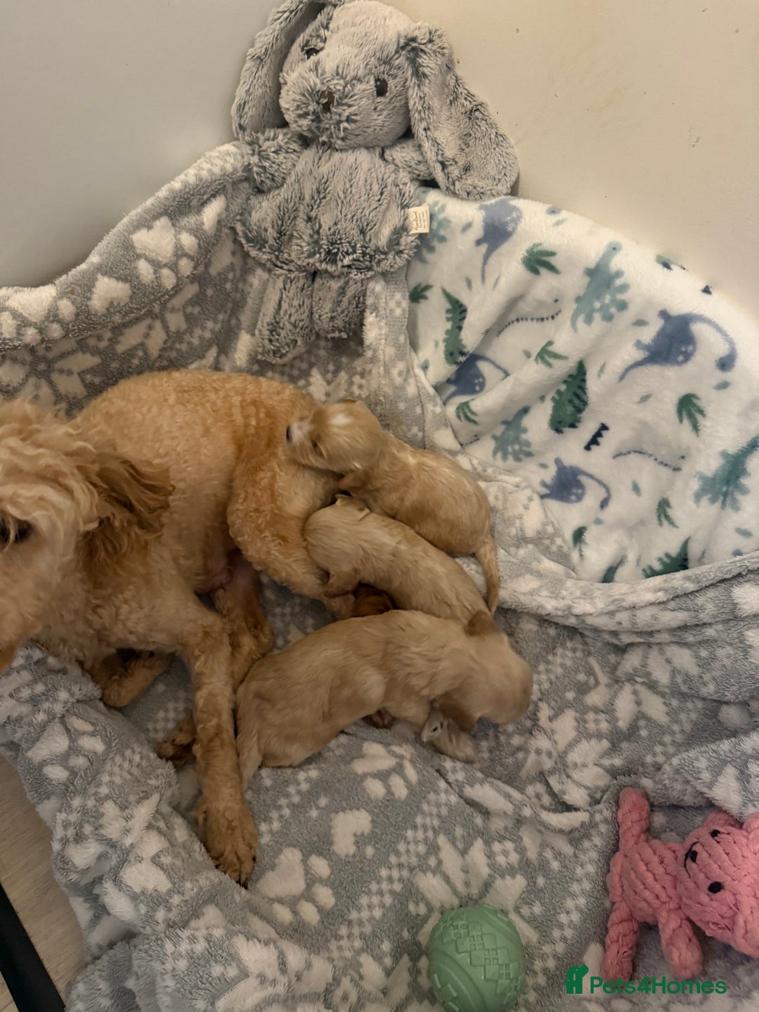 Cavapoo dogs for sale: ✨Exceptional Cavapoo Puppies Raised with love🐾 - Image 6