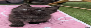 Maine Coon 2