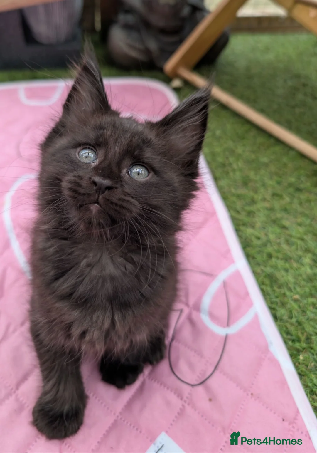 Maine Coon cats for sale: Tica registered mainecoons  - Advert 40