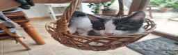 Maine Coon cats for sale: Maine Coon kittens  - Advert 5
