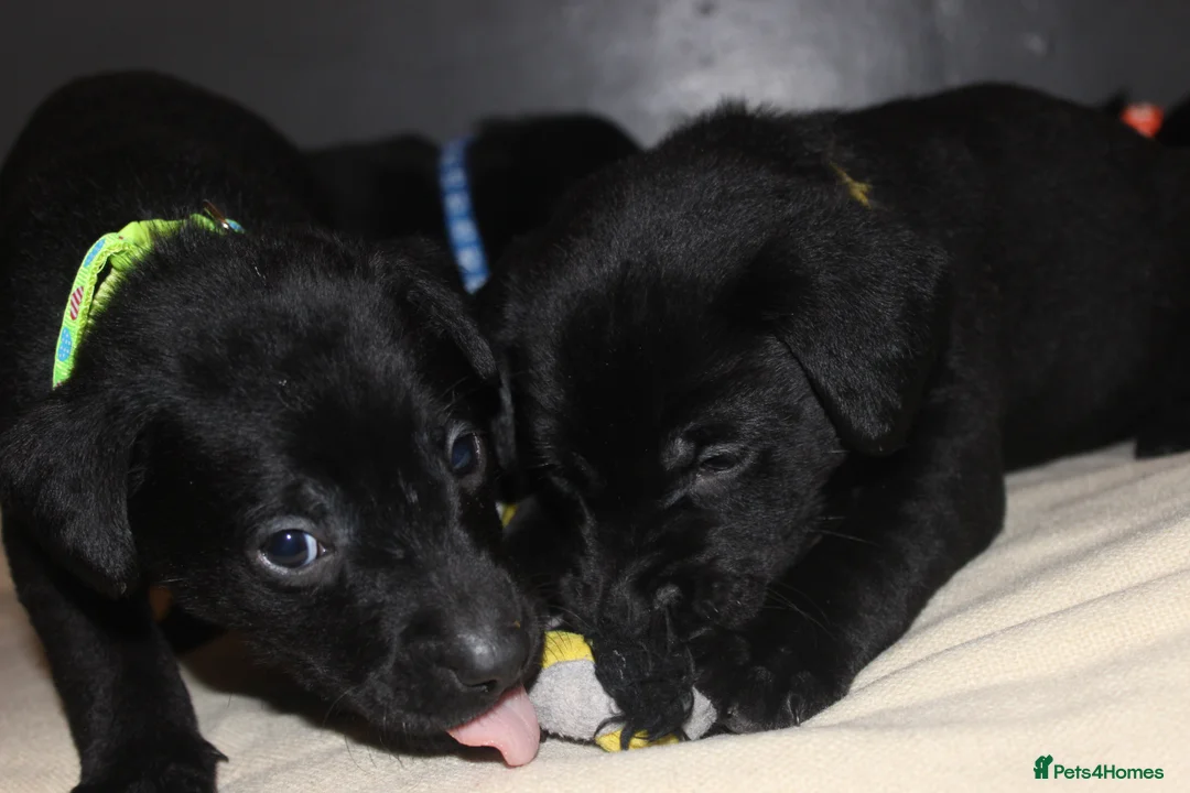 Labrador Retriever dogs for sale: Lovely, bold, beautiful puppies - Advert 2